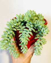 Load image into Gallery viewer, Sedum burrito Burro&#39;s Tail