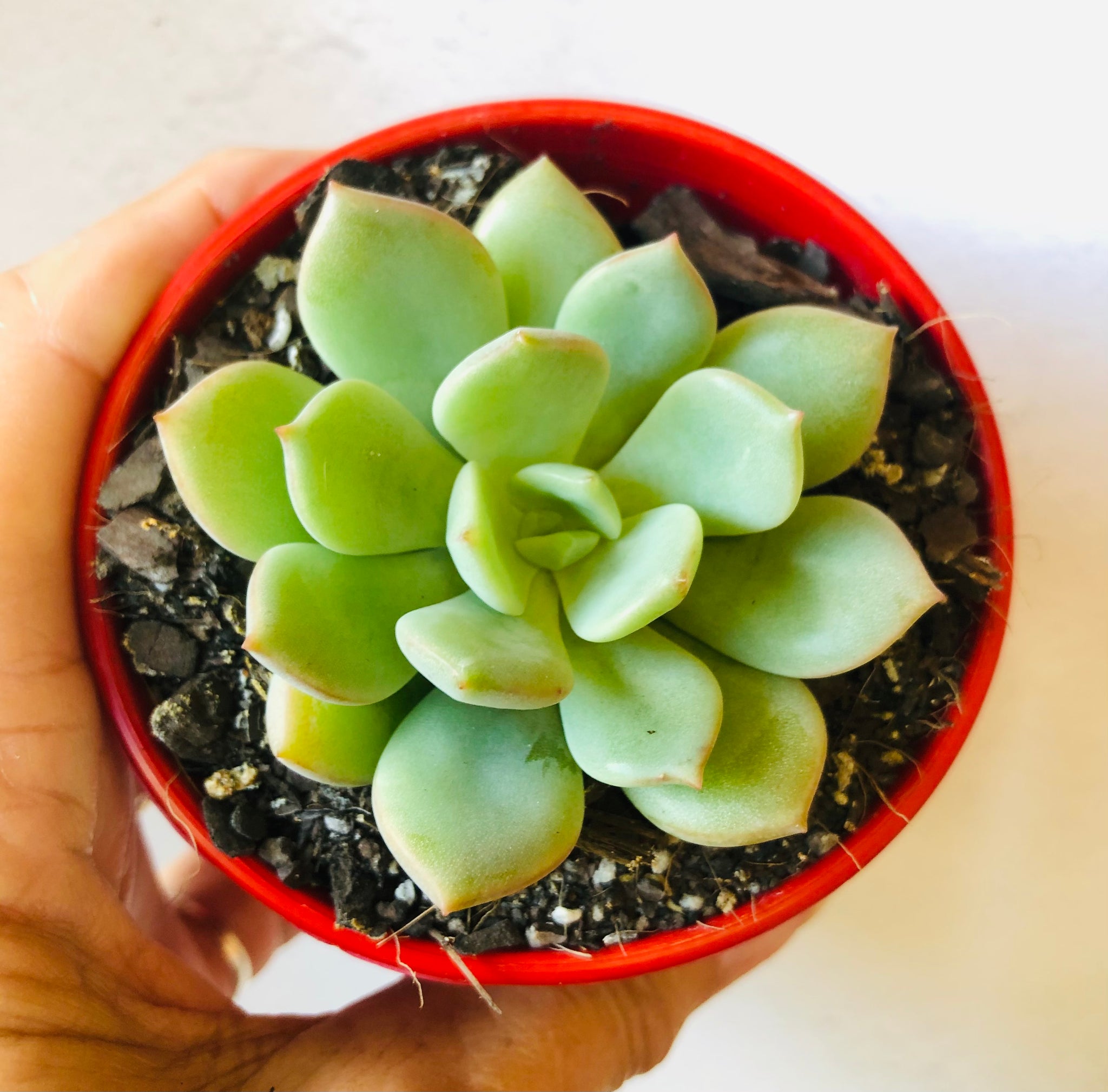 graptoveria moonglow succulent Graptoveria moonglow – The Succulent Garden