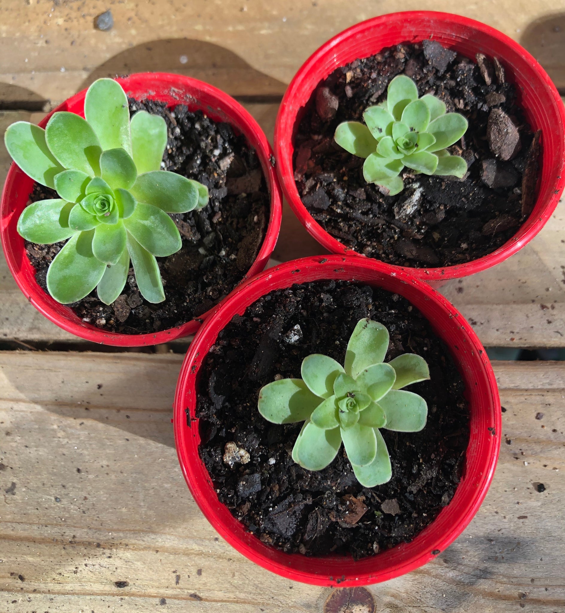 green rose buds succulent The Succulent Garden :: Greenovia aurea