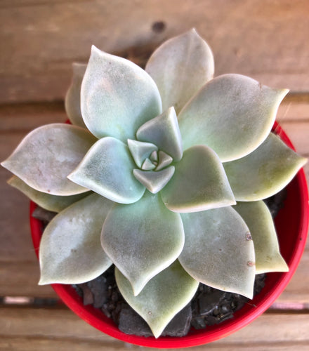 Graptopetalum paraguayense