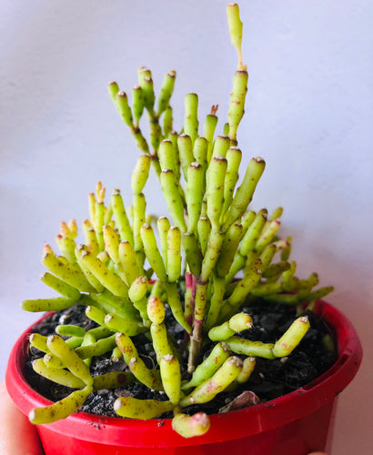 Hatiora