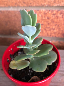 Kalanchoe fedtschenkoi