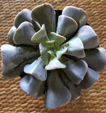 Load image into Gallery viewer, Echeveria Cubic Frost