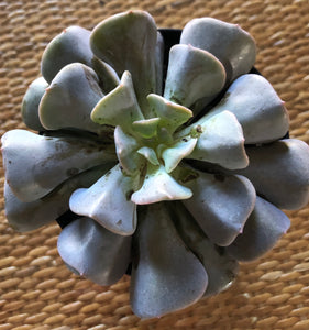 Echeveria Cubic Frost