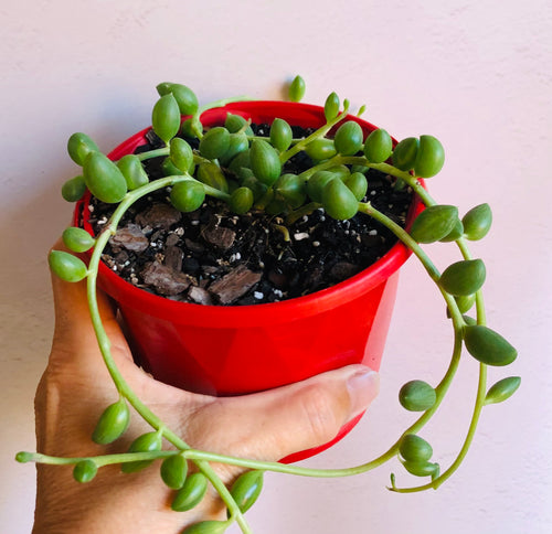 Senecio herreanus String of Watermelons