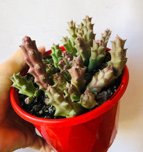 Load image into Gallery viewer, Stapelia variegata