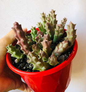 Stapelia variegata