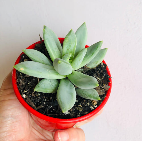 Pachyphytum longifolium