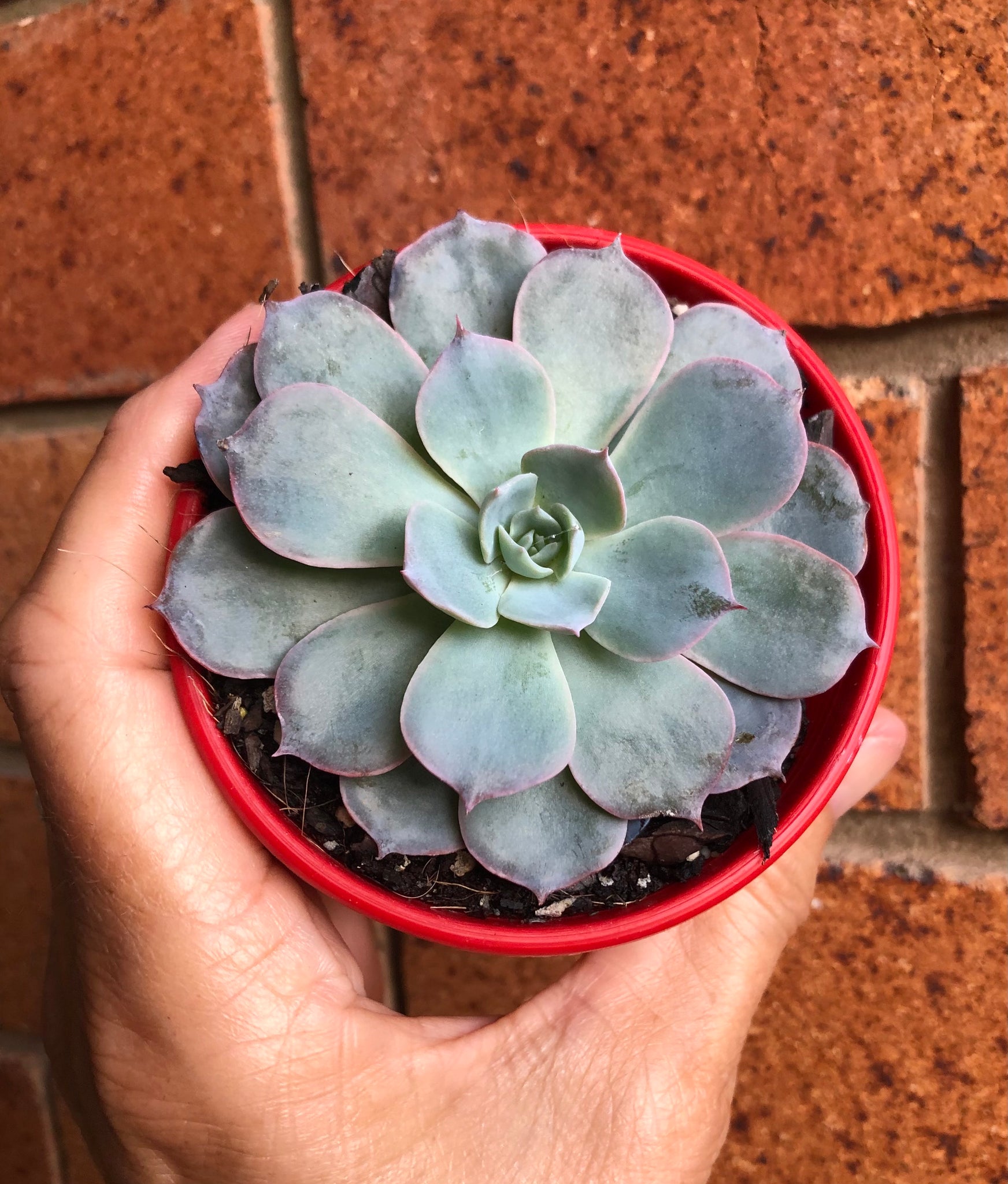 morning beauty succulent The Succulent Garden :: Echeveria 'Morning Beauty'
