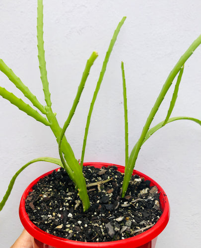 Rhipsalis bolivianum