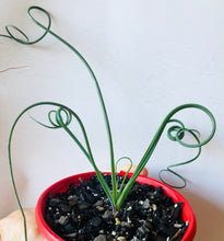 Load image into Gallery viewer, Albuca Spiralis