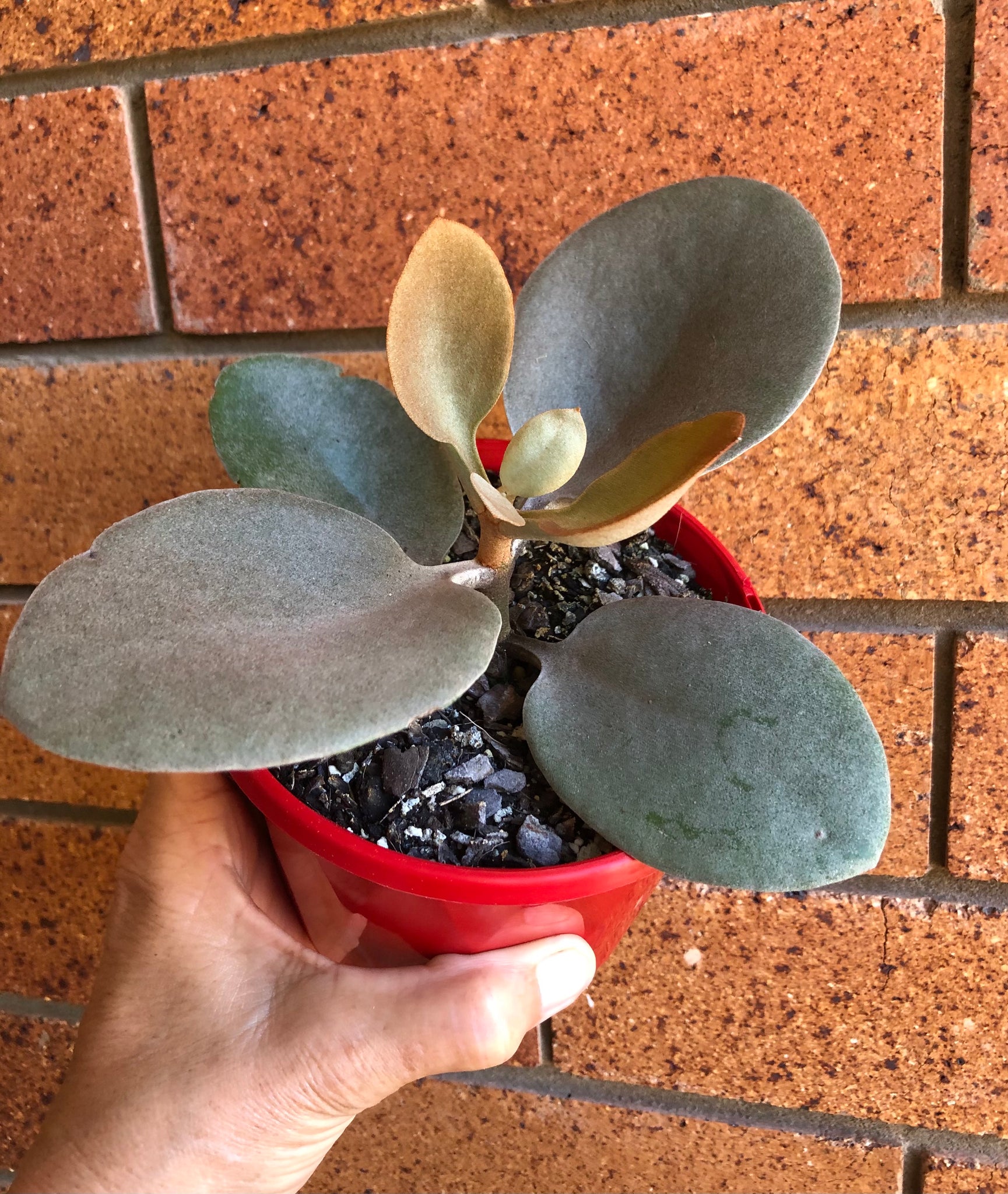 copper succulent plant Kalanchoe orygalis Copper Spoons – The Succulent Garden