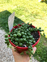 Load image into Gallery viewer, Senecio rowleyanus perla grande