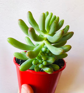 Sedum pachyphyllum Silver Jelly Bean
