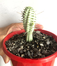 Load image into Gallery viewer, Euphorbia mammillaris variegated