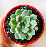 Echeveria albicans