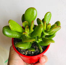 Load image into Gallery viewer, Crassula ovata Hobbit
