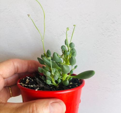 Senecio citriformis
