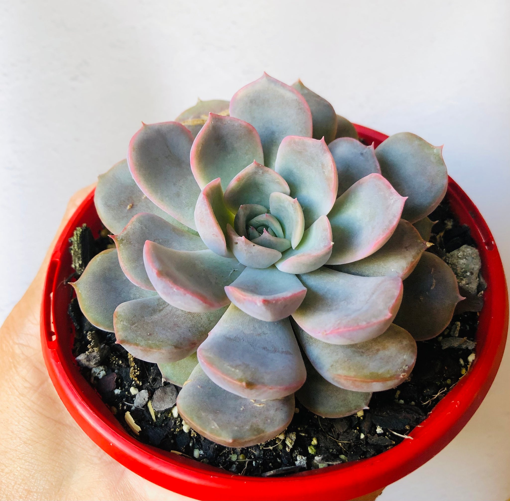 echeveria orion succulent The Succulent Garden :: Echeveria 'Orion'