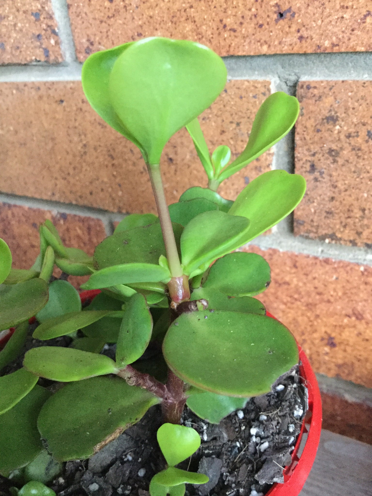 portulacaria afra australia Portulacaria Afra Large Leaf form (macrophylla) – The Succulent Garden