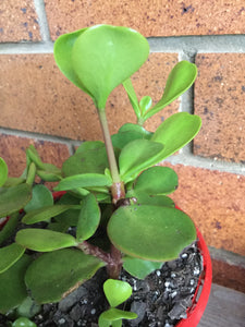Portulacaria Afra Large Leaf form (macrophylla)