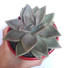 Load image into Gallery viewer, Graptoveria luna