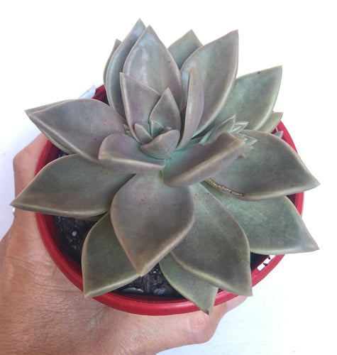 Graptoveria luna