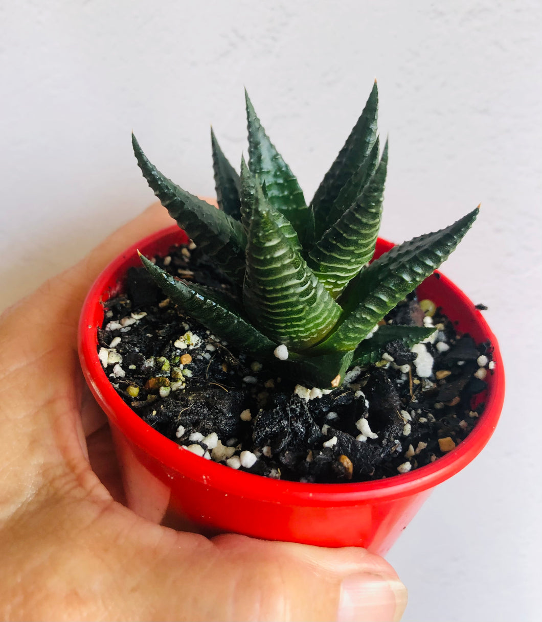Haworthia limifolia