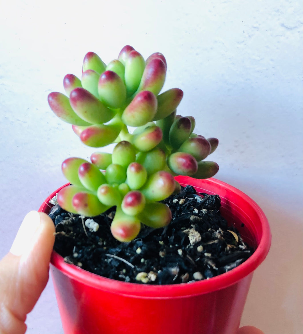 Sedum pachyphyllum Jaspa