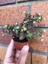 Load image into Gallery viewer, Crassula volkensii (variegated)