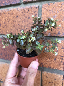 Crassula volkensii (variegated)