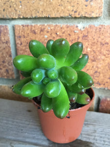 Sedum pachyphyllum Blue jelly bean