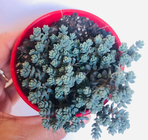 Sedum brevifolium