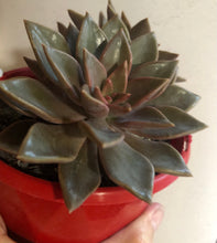 Load image into Gallery viewer, Graptoveria Bronzed Aussie
