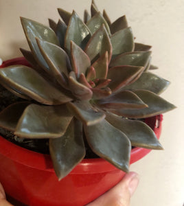 Graptoveria Bronzed Aussie