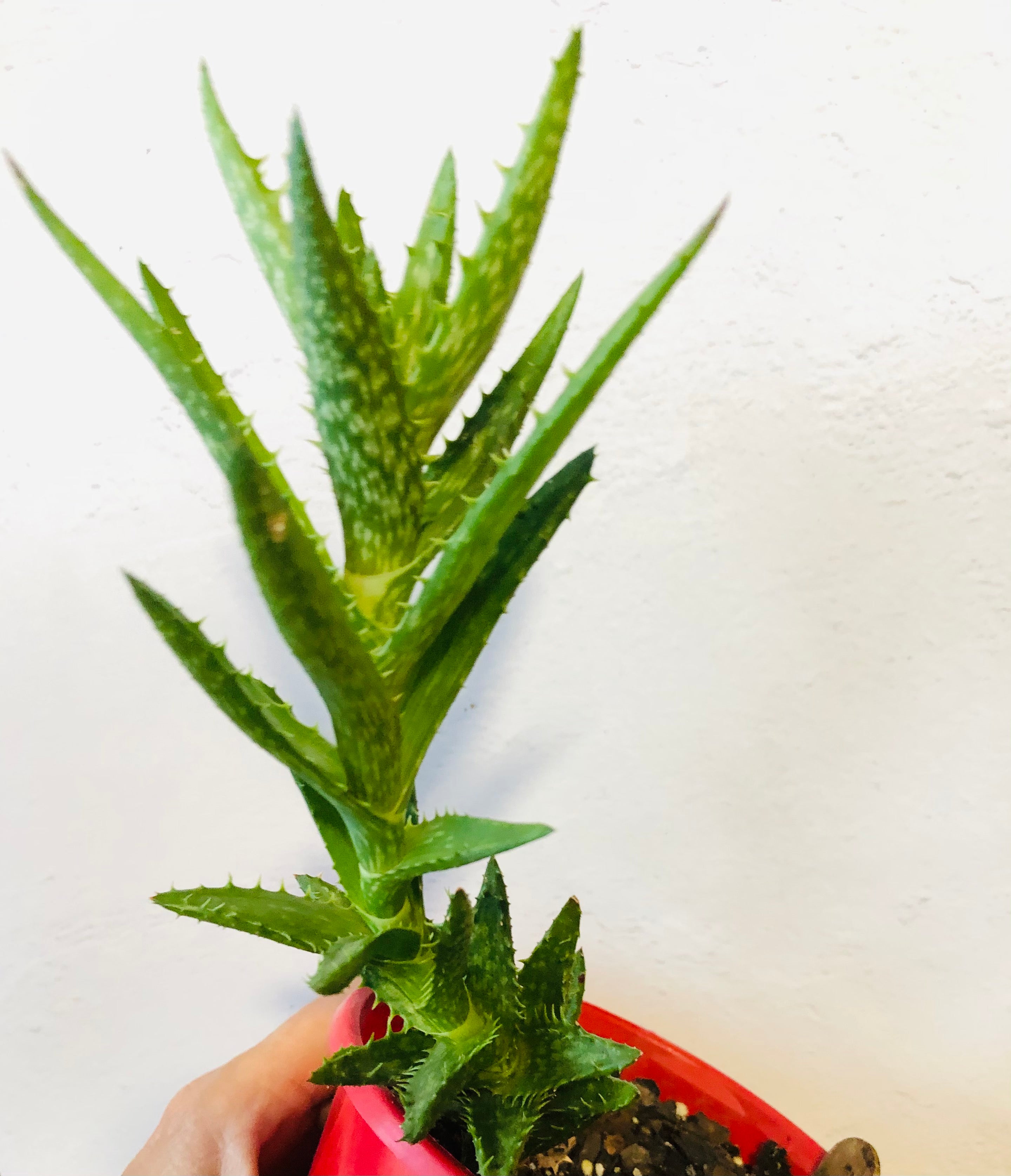 Aloe juvenna Tiger tooth aloe