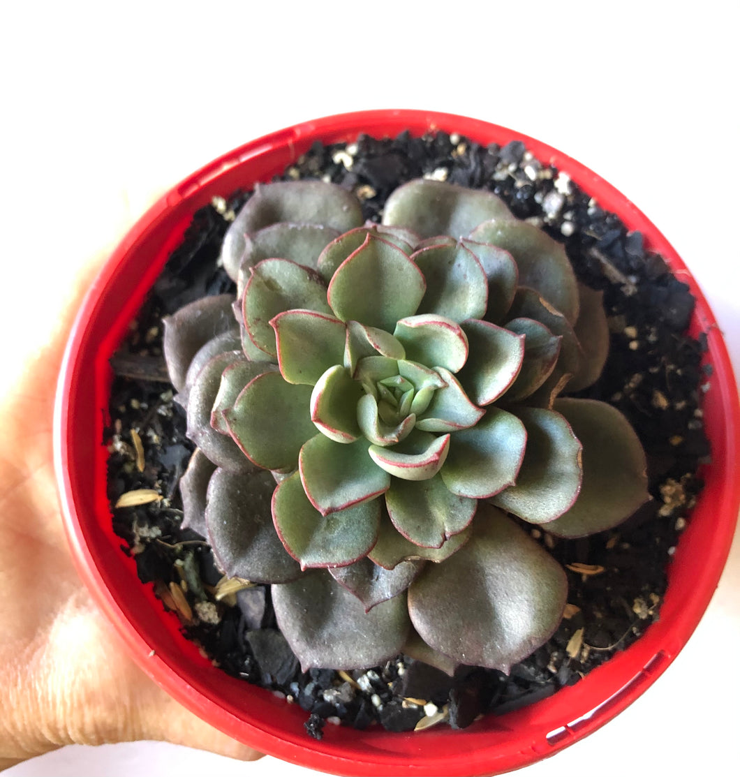 Echeveria sitifuku bini