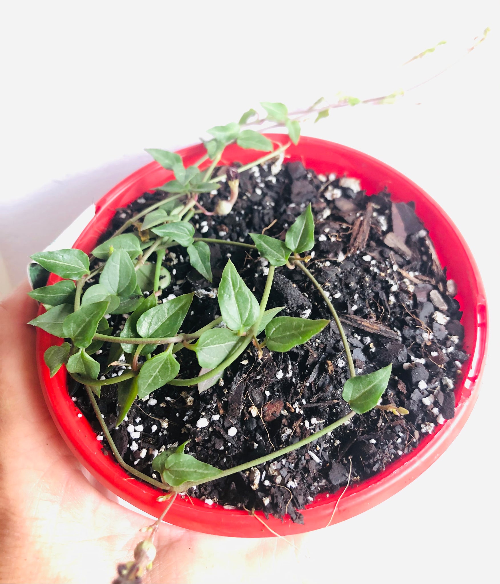 ace succulent soil Caropegia Ace of Spades – The Succulent Garden