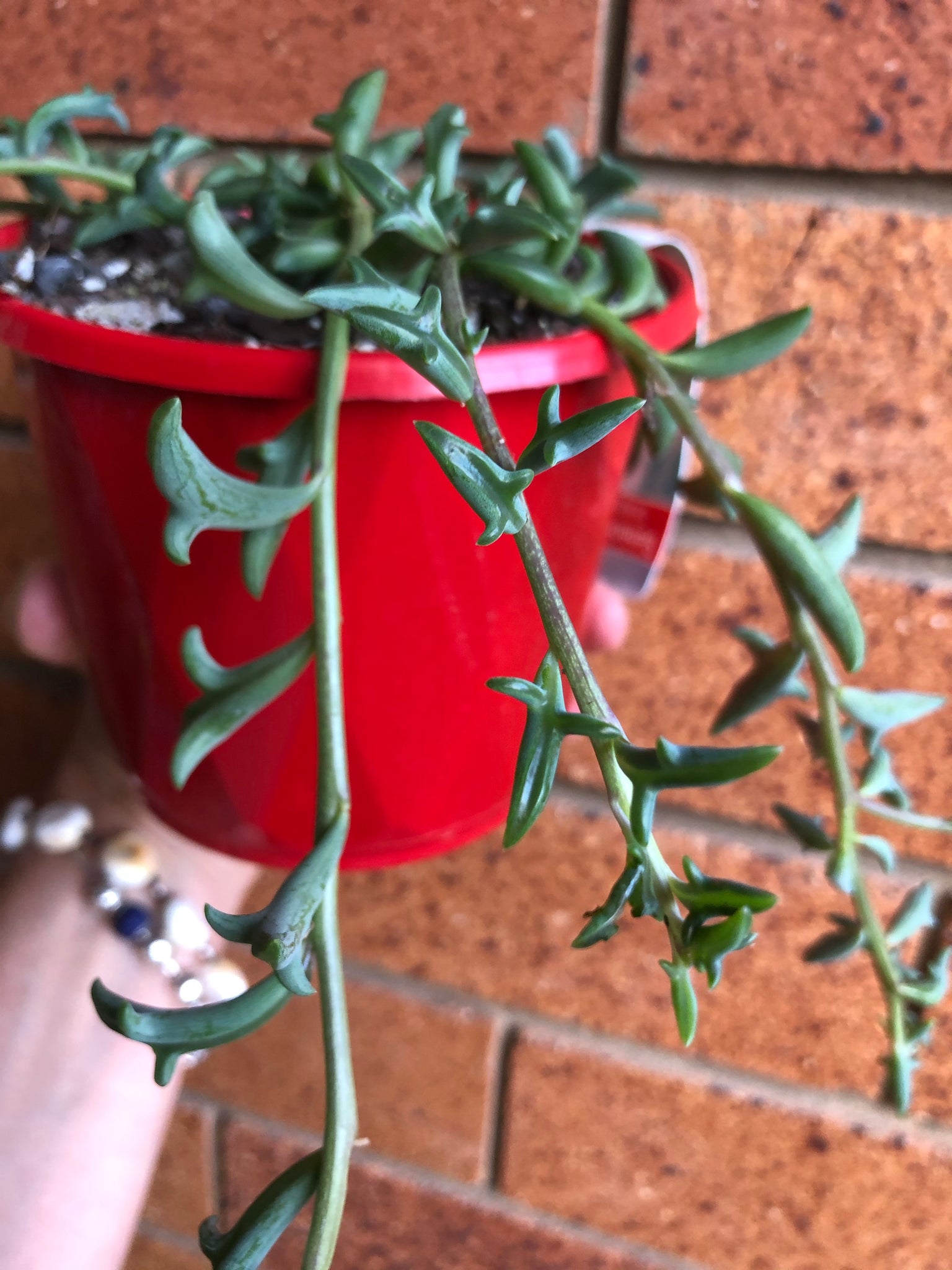 dolphin necklace succulent The Succulent Garden :: Senecio peregrinus