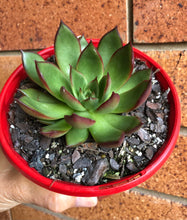 Load image into Gallery viewer, Echeveria benimusume