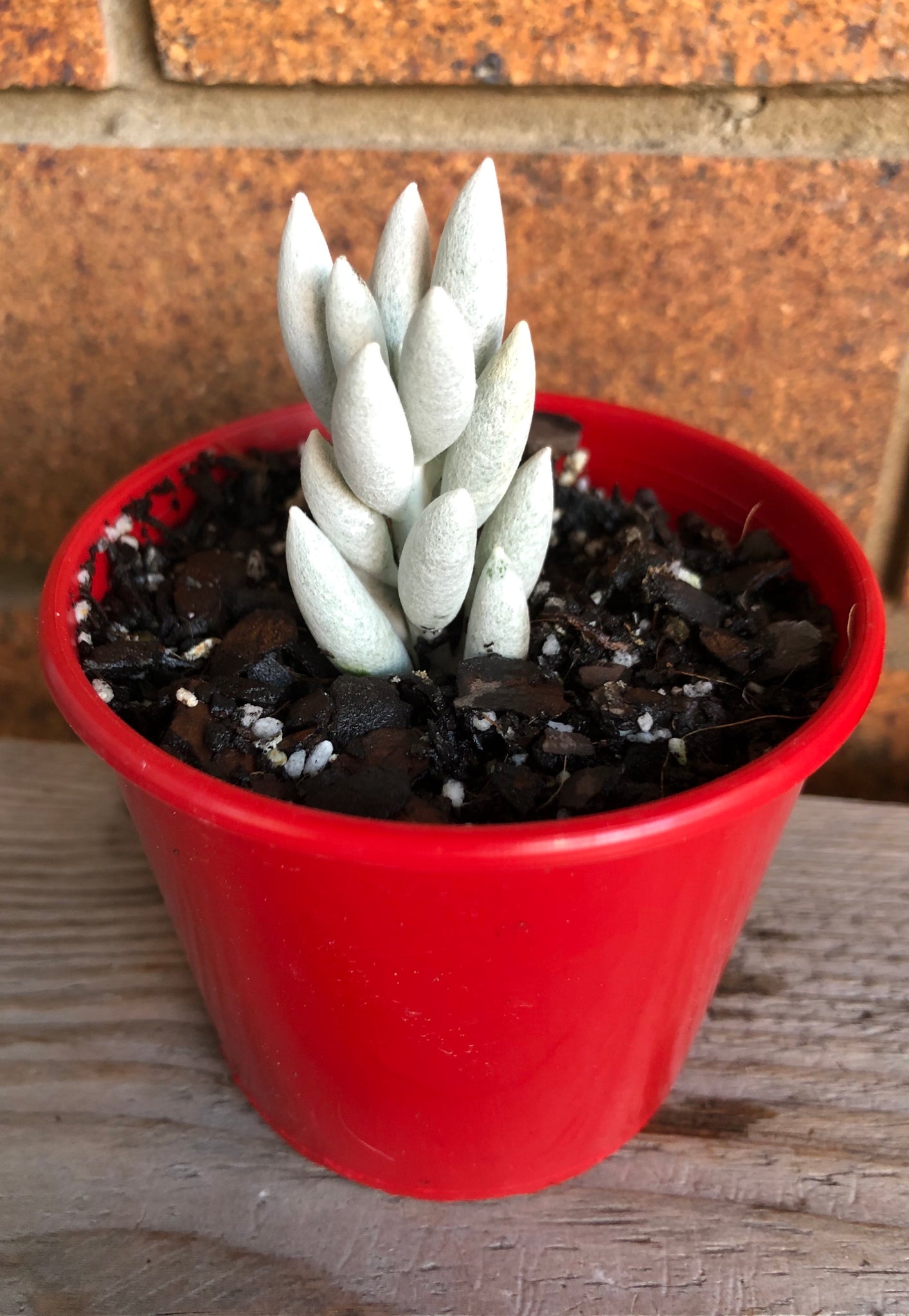 cocoon plant succulent The Succulent Garden :: Senecio haworthii