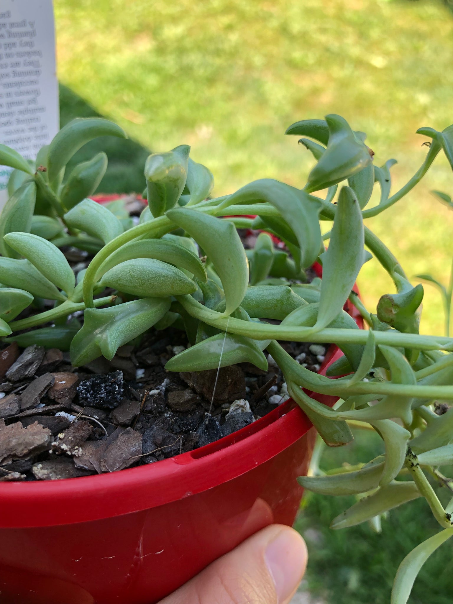 dolphin succulent plant The Succulent Garden :: Senecio peregrinus