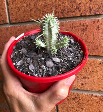 Load image into Gallery viewer, Euphorbia mammillaris (variegated)