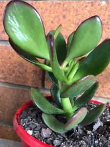 Crassula ovata Crosby’s Red