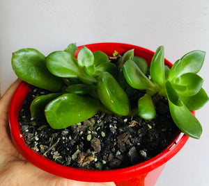 Graptoveria Stella - Calara hybrid
