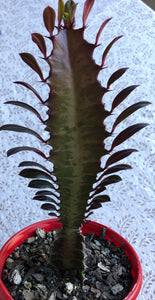 Euphorbia trigona purpurea