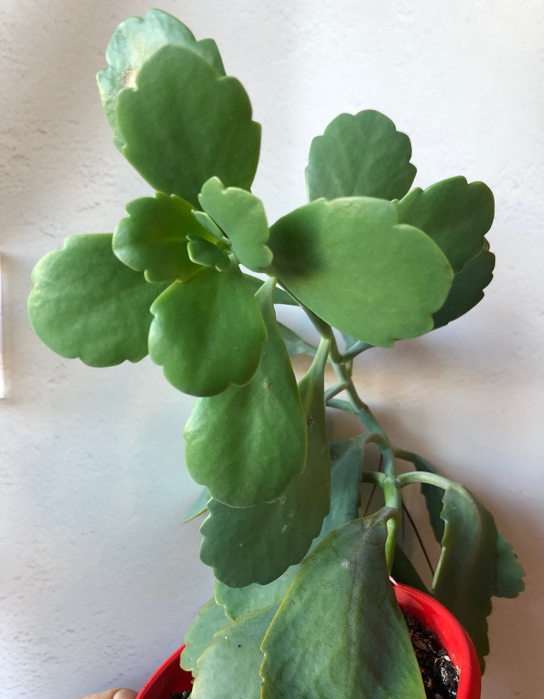 Kalanchoe fedtschenkoi
