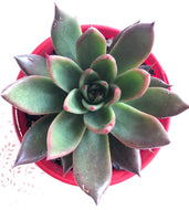 Echeveria Miranda