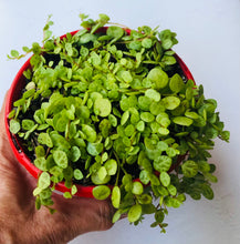 Load image into Gallery viewer, Peperomia rotundifolia Turtles/ Jade Necklace