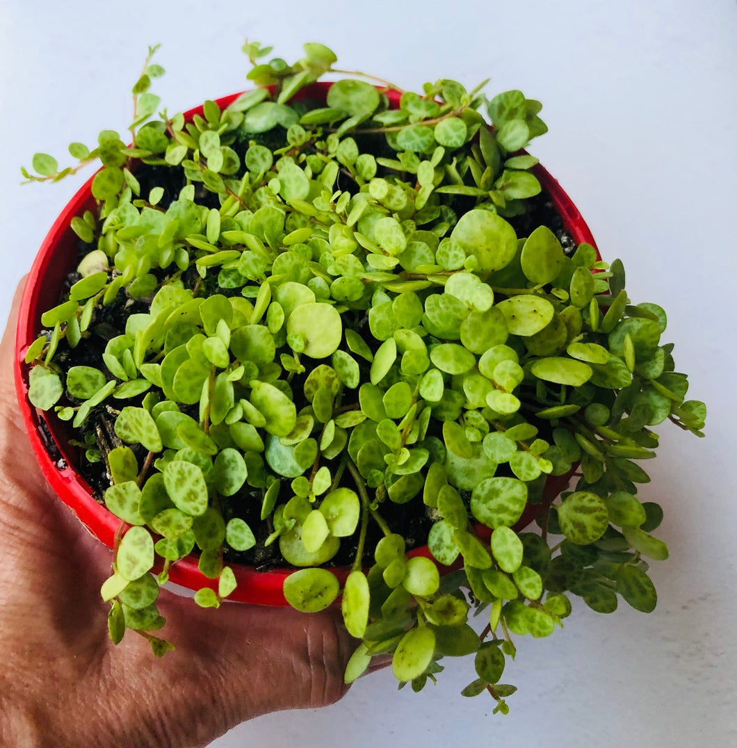 jade necklace plant peperomia Peperomia rotundifolia Jade Necklace/Turtles – The Succulent Garden